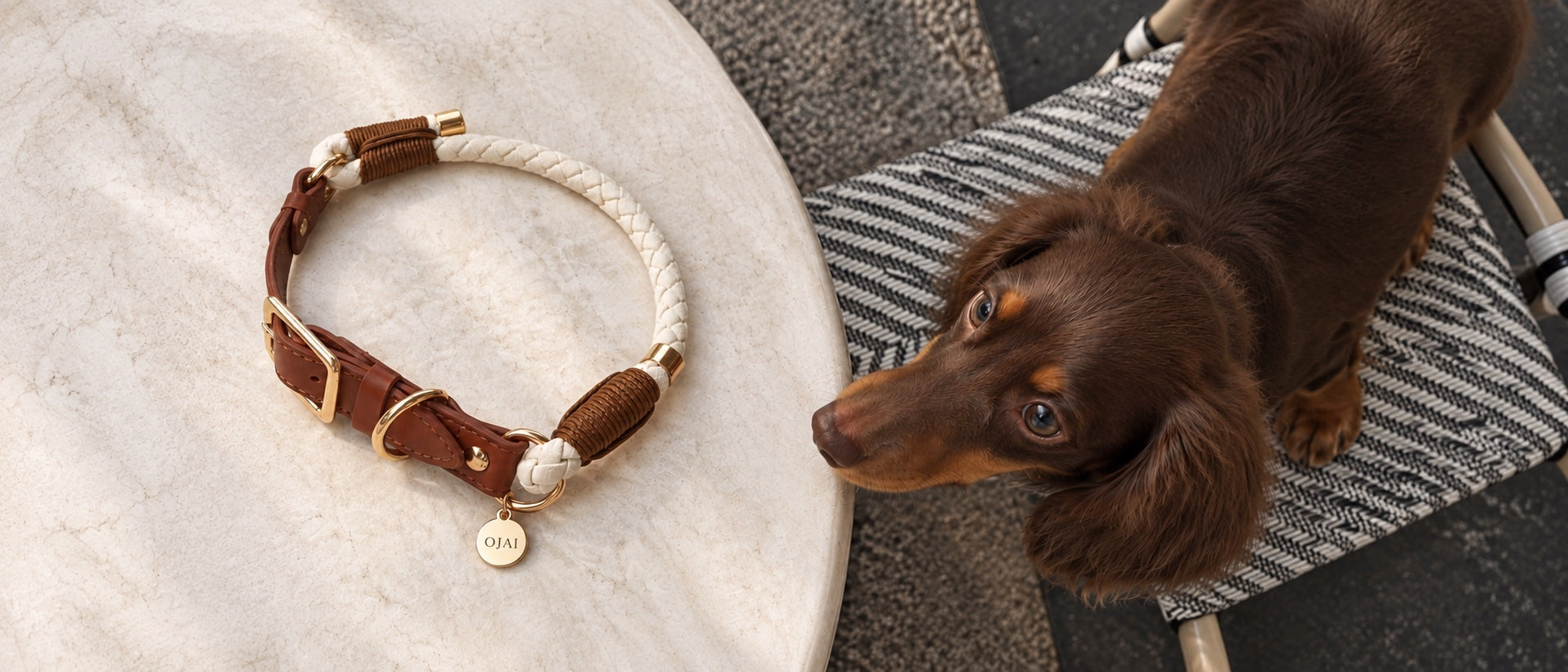 The Collar on a marble cafe table, with a long haired dachshund looking up from the chair beside it